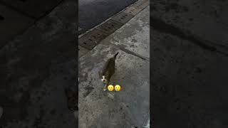 Kucing Comel kucing kuchingkusayang catlover catvideos [upl. by Tevlev]