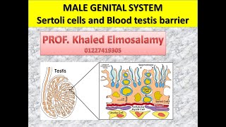 Histology of sertoli cell and blood testis barrier [upl. by Bouley118]