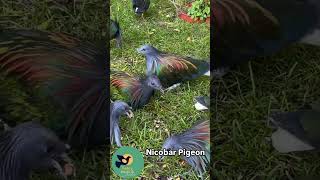 Nicobar pigeon birds kabutar shorts Fancybirdsandchicken [upl. by Verda818]