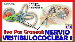 🥇 8vo Par Craneal  NERVIO VESTIBULOCOCLEAR 13  Nervio Auditivo Origen Trayecto [upl. by Admama518]