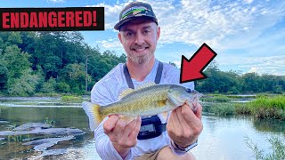 Catching An ENDANGERED Species  Shoal Bass [upl. by Haig]