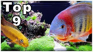 Top 9 Best Cichlids for Community Tanks [upl. by Eoz265]