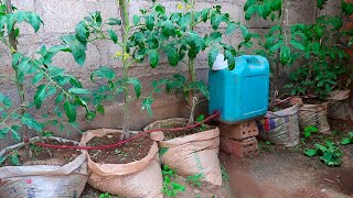 Como hacer riego por goteo automático y casero para cultivar tomates en casa muy fácil y rápido [upl. by Atalie]