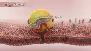 HDL amp Reverse Cholesterol Transport HD [upl. by Collar]