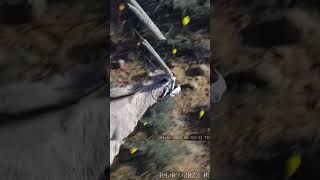 Hunting a Massive Oryx From Helicopter hunting ultimatehunting animals [upl. by Ainat]