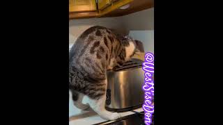 MY CAT 🐈 MAGGIE GOT A MOUSE 🐁 OUT THE TOASTER 🤦🏾‍♀️ cat animals youtubeshorts youtube funny [upl. by Aerdua]