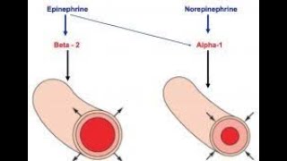 Beta blockers for migraines Short [upl. by Prouty]