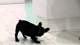 Funny french bulldog fetches balls [upl. by Kendell]