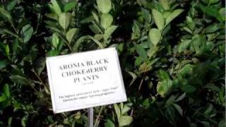 Aronia Berry Plants for Sale at DiMeos Aronia Black Chokeberry Plants Nursery [upl. by Ireg184]