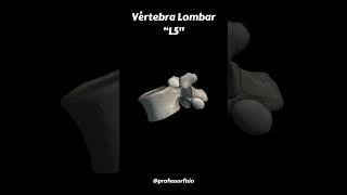 Vértebra Lombar  L5 [upl. by Dara]