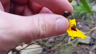 Plains Coreopsis Coreopsis tinctoria growing and how to Save Plains Coreopsis seeds [upl. by Voletta278]