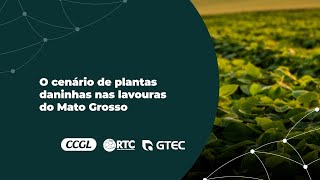 O cenário de plantas daninhas nas lavouras do Mato Grosso [upl. by Zysk]