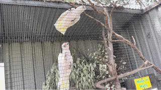 Caversham Wildlife Park part 33  reptiles birds talking parrots eagles etc [upl. by Waldner794]