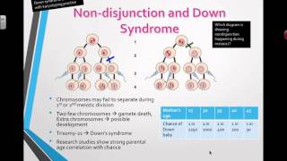 Nondisjunction and Down Syndrome 2016 IB Biology [upl. by Sabine458]