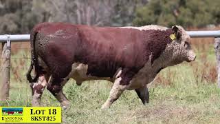 Lot 18 SKST825 Karoonda Herefords 2024 [upl. by Nogaem]