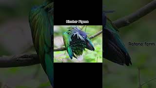 831  The most beautiful pigeon the Nicobar pigeon birds nicobarpigeon pigeonday rotanafarm [upl. by Pyle]