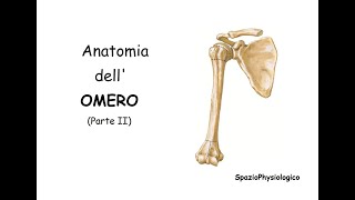 Omero Parte II Scheletro Appendicolare [upl. by Josiah]