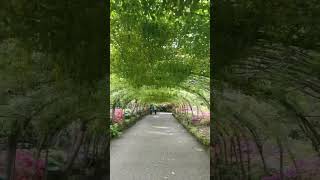 Laburnum Arch at Bodnant Gardens [upl. by Suirrad]