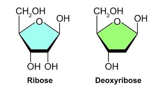 Ribose and Deoxyribose  Structure  How to draw the ring structure of ribose and Deoxyribose [upl. by Therese]