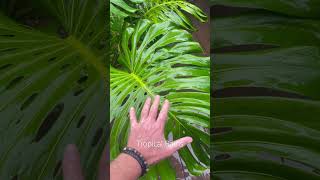 Costa Rican Tropical Plants [upl. by Tray]