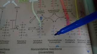 PENTOSE PHOSPHATE PATHWAY part 2non oxidative reactions [upl. by Yearwood]