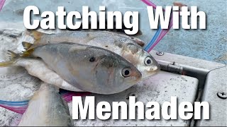 Catching With Menhaden [upl. by Demetris115]