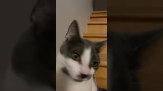 Cat remix ￼Cat Viral FYP Cute Love CatCat SigmaCat RizCat Funny Meme Showstopper ￼￼ [upl. by Noyrb]