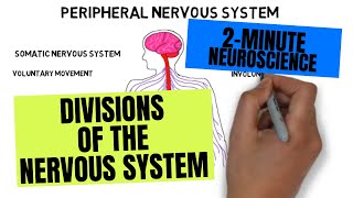 2Minute Neuroscience Divisions of the Nervous System [upl. by Oirifrop]