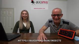 TOP 5 INSECT PESTS OF EARLY SPRING  BUGSPRAYCOM [upl. by Draillih]