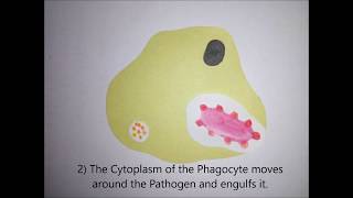 GCSEALEVELUNIVERSITY BIOLOGY Phagocytosis in 5 easy steps [upl. by Anawyt555]