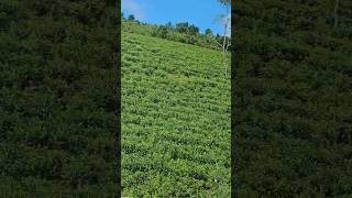 Tea plantation Go down deh nature shorts Peermade [upl. by Hnahym]