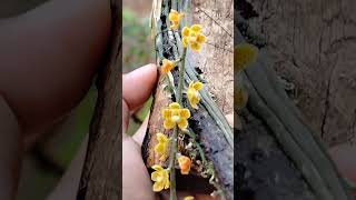 Chiloschista javanica orchids tanaman orchidflower orchid [upl. by Aikahs229]