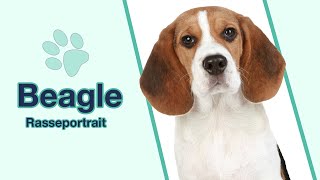 Beagle im Rasseportrait Fröhliche Laufhunde die Bewegung brauchen [upl. by Awjan]