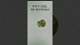 서울대 생태바이오적조 연구실 적조생물 배틀시리즈 3 타카 대 링글의 대결 Takayama helix vs Lingulodinium polyedra [upl. by Alemaj]