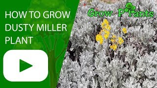 Dusty miller plant [upl. by Talich]