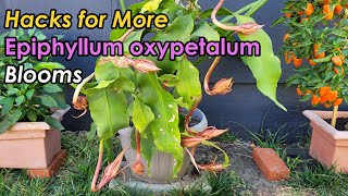 How to Get Epiphyllum oxypetalum to Bloom More Flowers Tricks to Boost Epiphyllum Blooms 昙花开爆盆的秘密 [upl. by Pattani]