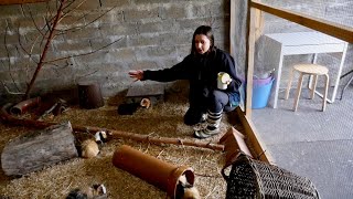 Guinea Pig Home Tour  March 2020 [upl. by Alvan]