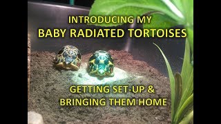 Baby radiated tortoises  setup and unboxing  happytortoises [upl. by Armillas535]