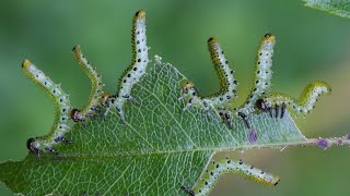 Satisfying Caterpillars Destroying plants Time lapse [upl. by Llennod]