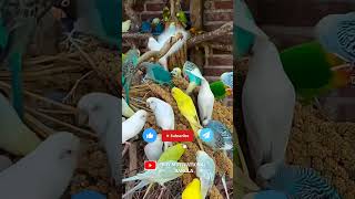 Wonderful Parrot view 🐦❤️❤️ Roy Motivational Bangla fypシ゚viral birds birdslover reels birdlife [upl. by Matuag]