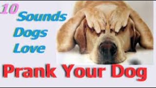 Sounds That Tilt Dogs Head  Sounds Dogs Love Most [upl. by Nho]