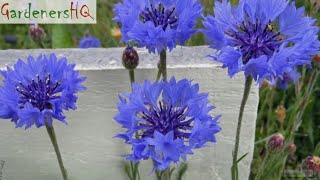 Centaurea cyanus Cornflower Growing Guide by Gardeners HQ [upl. by Aimac525]