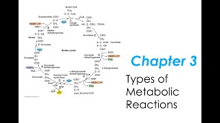 Chapter 3 Physio  Video 1 Types of Metabolic Reactions [upl. by Villada]