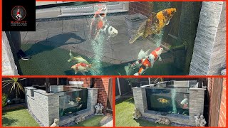 1500 GALLON KOI POND FILTER UPGRADE CRYSTAL CLEAR WATER [upl. by Ragen]