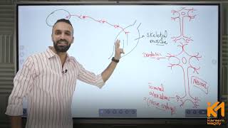 Biology 3rd sec l CH1 Nerve impulse transmission Part 1 [upl. by Anitram]