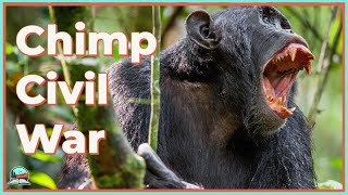 The INSANITY of the Gombe Chimpanzee War [upl. by Prebo799]