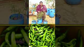 ప్రతిరోజూ Free Mirchi Pure Natural gardening terracegarden raitunestham [upl. by Benton]