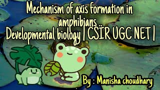 Mechanism of axis formation in amphibians  developmental biology  csir ugc net [upl. by Ellennoj]