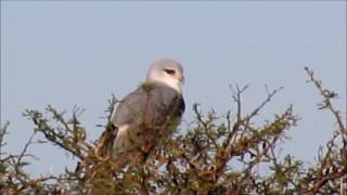 Blackshouldered Kite calling [upl. by Gnoh]