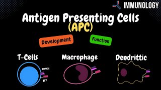 Antigen Presenting Cells Bcells Macrophage Dendritic Cell  Immunology [upl. by Drue459]